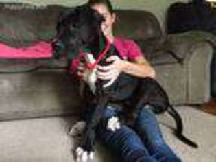 Great Dane Puppy for sale in Southington, OH, USA