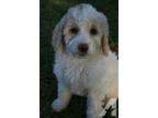 Labradoodle Puppy for sale in HASTINGS, MI, USA