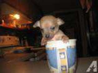 Chihuahua Puppy for sale in EDEN, NC, USA