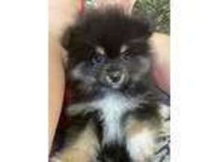 Pomeranian Puppy for sale in Loganville, GA, USA