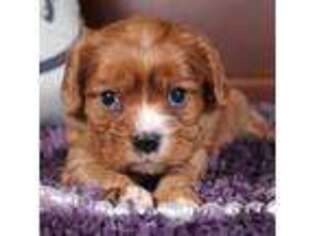 Cavalier King Charles Spaniel Puppy for sale in Albany, IN, USA
