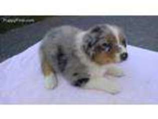 Australian Shepherd Puppy for sale in Stanfield, NC, USA