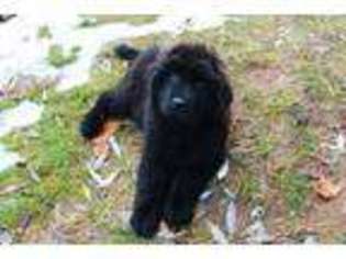 Newfoundland Puppy for sale in Newport, WA, USA
