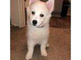 American Eskimo Dog Puppy for sale in Griffin, GA, USA