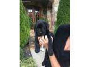 Labrador Retriever Puppy for sale in Gainesville, GA, USA