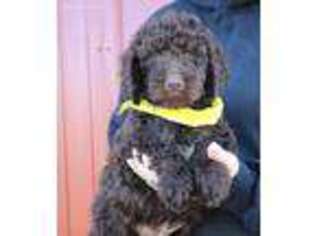 Goldendoodle Puppy for sale in Diamond, MO, USA