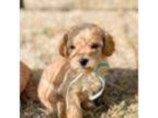 Mutt Puppy for sale in Nampa, ID, USA