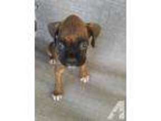 Boxer Puppy for sale in SAN ANTONIO, TX, USA