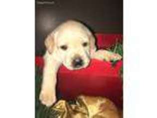Labrador Retriever Puppy for sale in Saint Clairsville, OH, USA