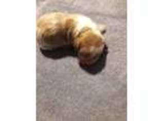 Mutt Puppy for sale in Calimesa, CA, USA