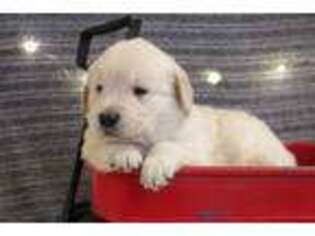 Golden Retriever Puppy for sale in Russellville, KY, USA