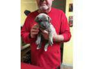 Cane Corso Puppy for sale in Beggs, OK, USA