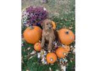 Goldendoodle Puppy for sale in Missoula, MT, USA