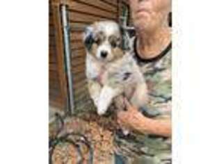 Miniature Australian Shepherd Puppy for sale in Plant City, FL, USA