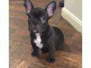 French Bulldog Puppy for sale in Rosharon, TX, USA