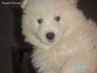 Samoyed Puppy for sale in Gasport, NY, USA