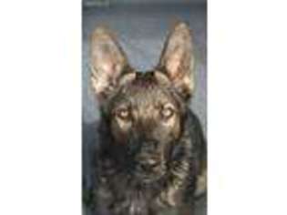 German Shepherd Dog Puppy for sale in Heflin, AL, USA