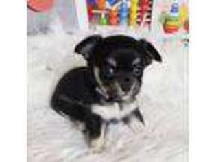 Chihuahua Puppy for sale in Ponca City, OK, USA