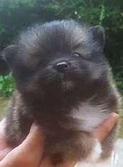 Pomeranian Puppy for sale in LENOIR, NC, USA