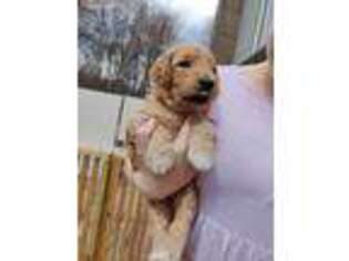 Goldendoodle Puppy for sale in Taneytown, MD, USA