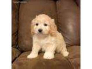 Cavapoo Puppy for sale in Seymour, MO, USA