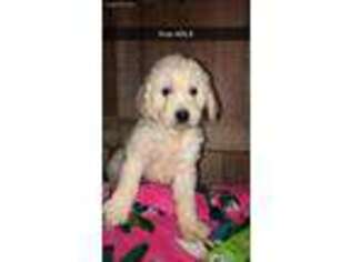 Labradoodle Puppy for sale in Tompkinsville, KY, USA