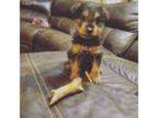 Airedale Terrier Puppy for sale in Greenwood, AR, USA