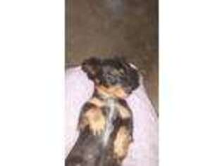 Dachshund Puppy for sale in Cato, NY, USA