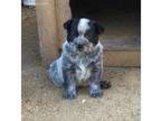 Australian Cattle Dog Puppy for sale in Porterville, CA, USA