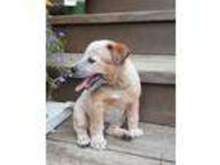 Australian Cattle Dog Puppy for sale in Snow Hill, NC, USA
