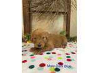 Goldendoodle Puppy for sale in Butler, PA, USA