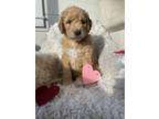 Goldendoodle Puppy for sale in Chebanse, IL, USA