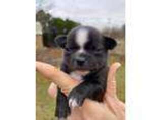 Chihuahua Puppy for sale in Coweta, OK, USA