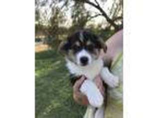 Pembroke Welsh Corgi Puppy for sale in Escalon, CA, USA