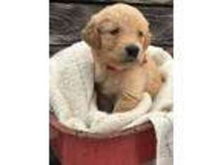 Golden Retriever Puppy for sale in Paynesville, MN, USA