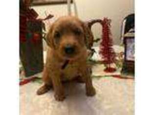 Goldendoodle Puppy for sale in Roselle, IL, USA