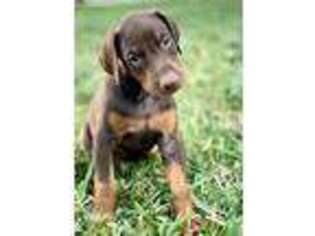 Doberman Pinscher Puppy for sale in Seminole, FL, USA