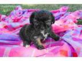 Cavapoo Puppy for sale in Baileyville, KS, USA