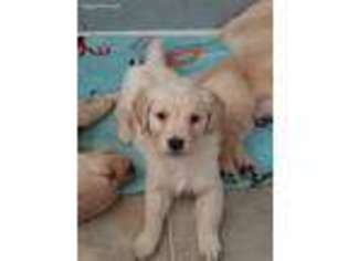 Golden Retriever Puppy for sale in Chebanse, IL, USA