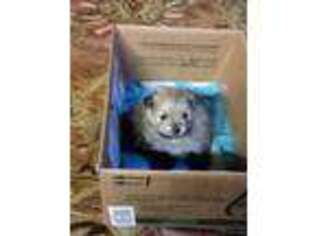Pomeranian Puppy for sale in Gold Hill, OR, USA