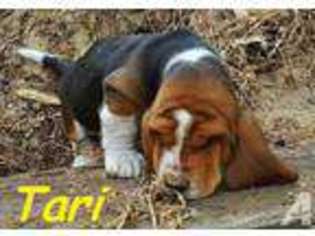 Basset Hound Puppy for sale in SACRAMENTO, CA, USA
