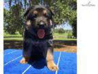German Shepherd Dog Puppy for sale in Saint Augustine, FL, USA