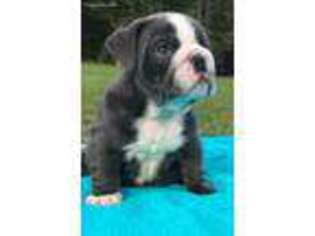 Bulldog Puppy for sale in Lancaster, SC, USA
