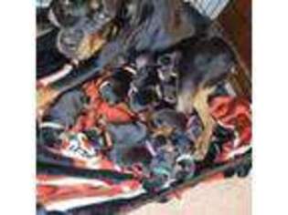 Rottweiler Puppy for sale in Scranton, SC, USA