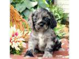 Cocker Spaniel Puppy for sale in Bird In Hand, PA, USA