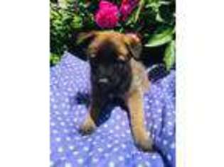 Belgian Malinois Puppy for sale in Boyertown, PA, USA