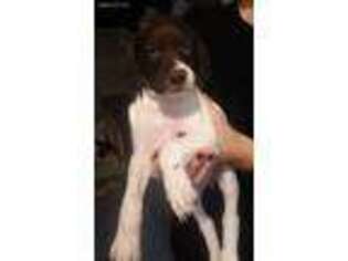 German Shorthaired Pointer Puppy for sale in Pittsburgh, PA, USA