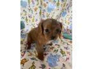 Cavalier King Charles Spaniel Puppy for sale in Wewoka, OK, USA