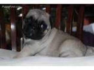 Pug Puppy for sale in Herndon, PA, USA