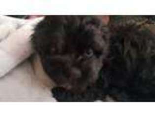 Havanese Puppy for sale in Juliette, GA, USA
